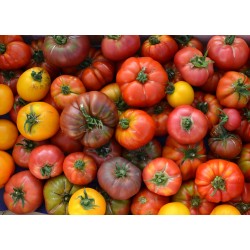 Tomate pour sauce (5 kg)