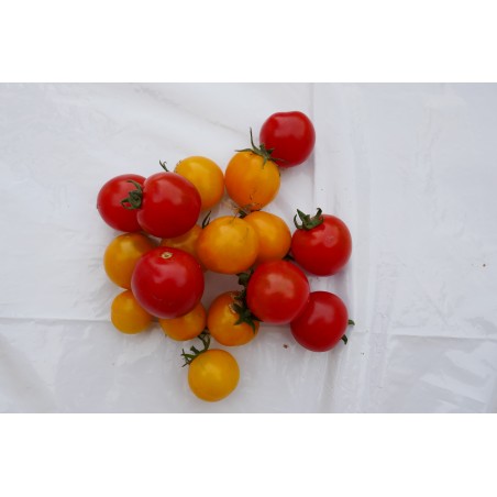 Tomate cerise (250g) 8€/kg