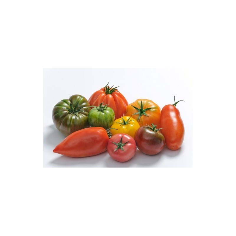 Tomate ancienne (500 g) 4.5€/kg